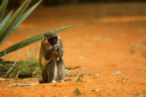 singe qui mange