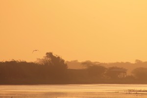 oiseau soleil couchant
